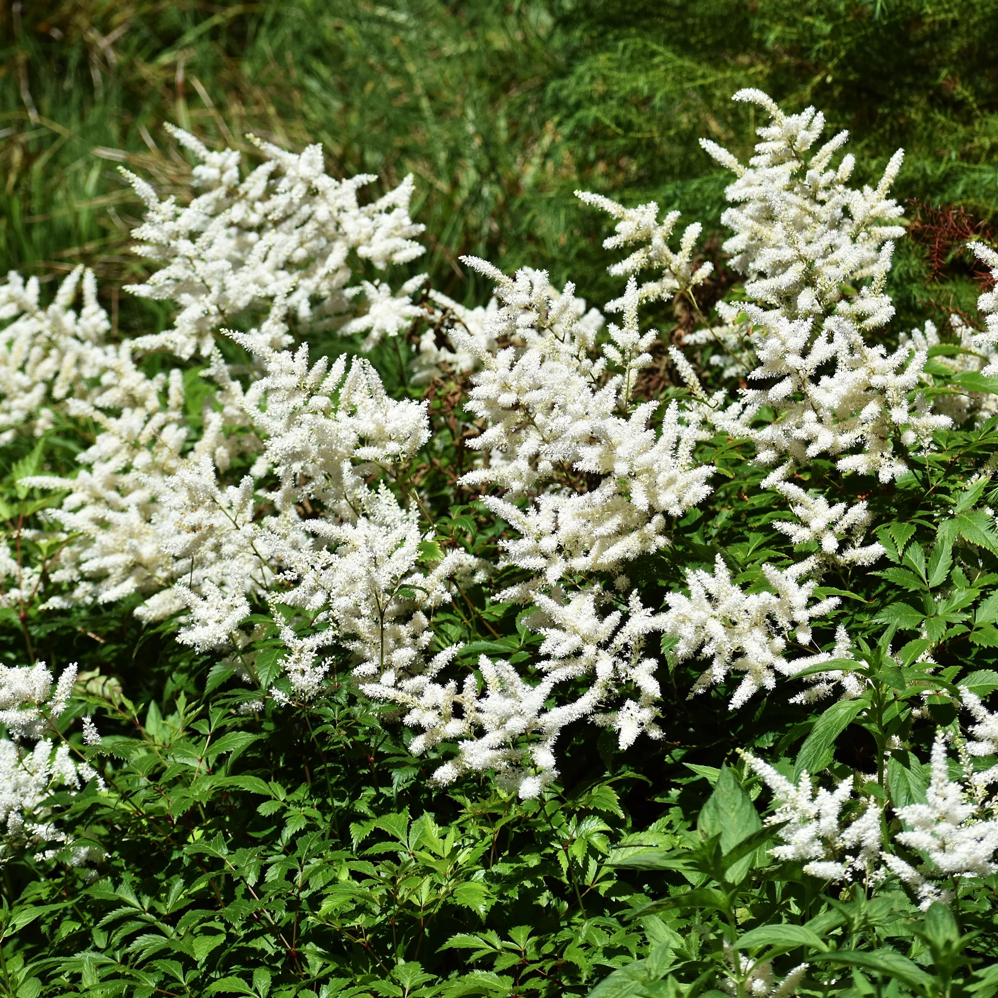 Pluimspirea 'Brautschleier' - Image 6