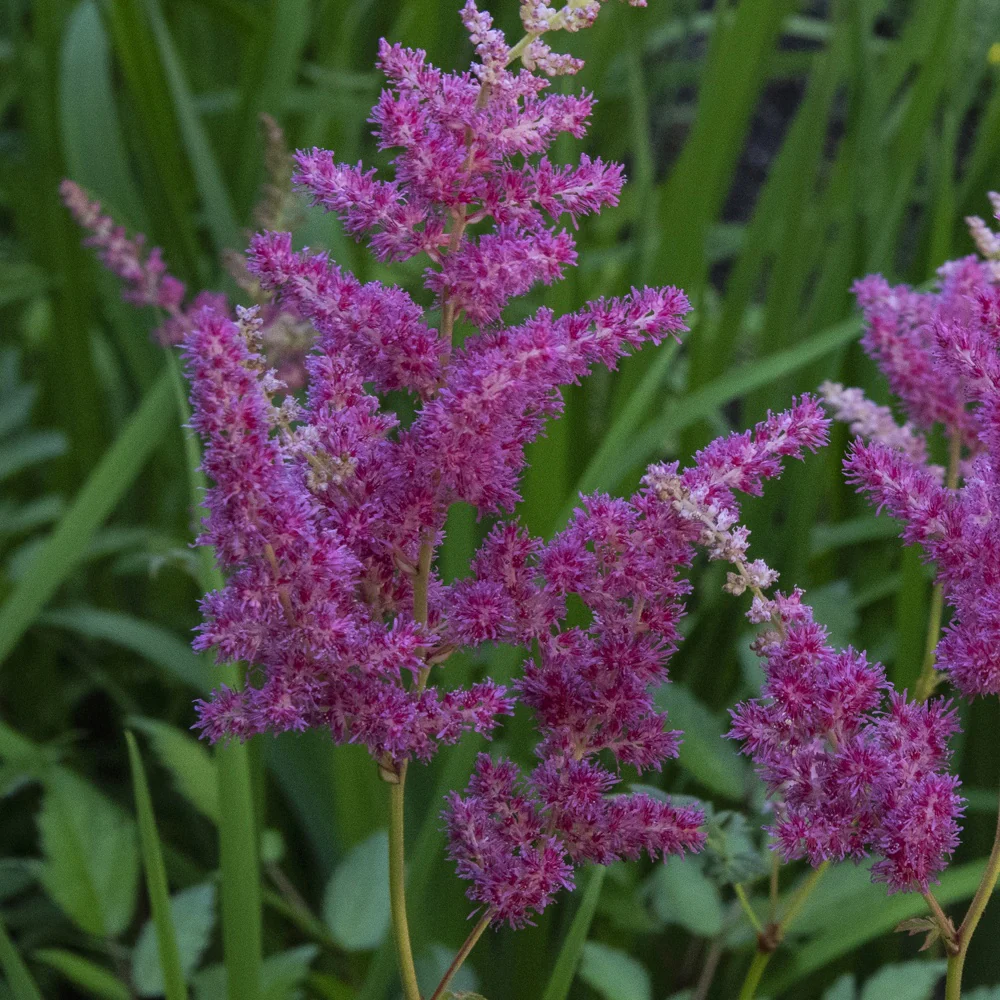 Pluimspirea 'Elizabeth van Veen'