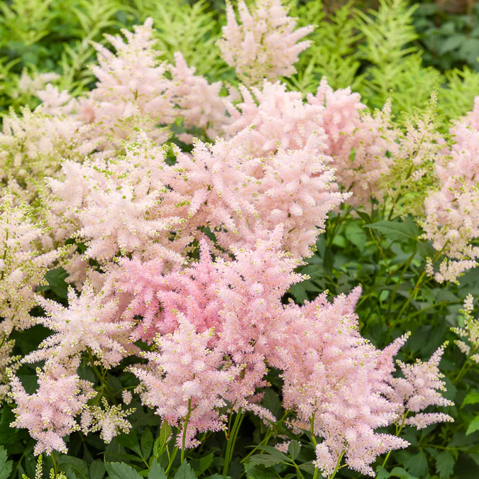 Pluimspirea 'Europa' - Image 2