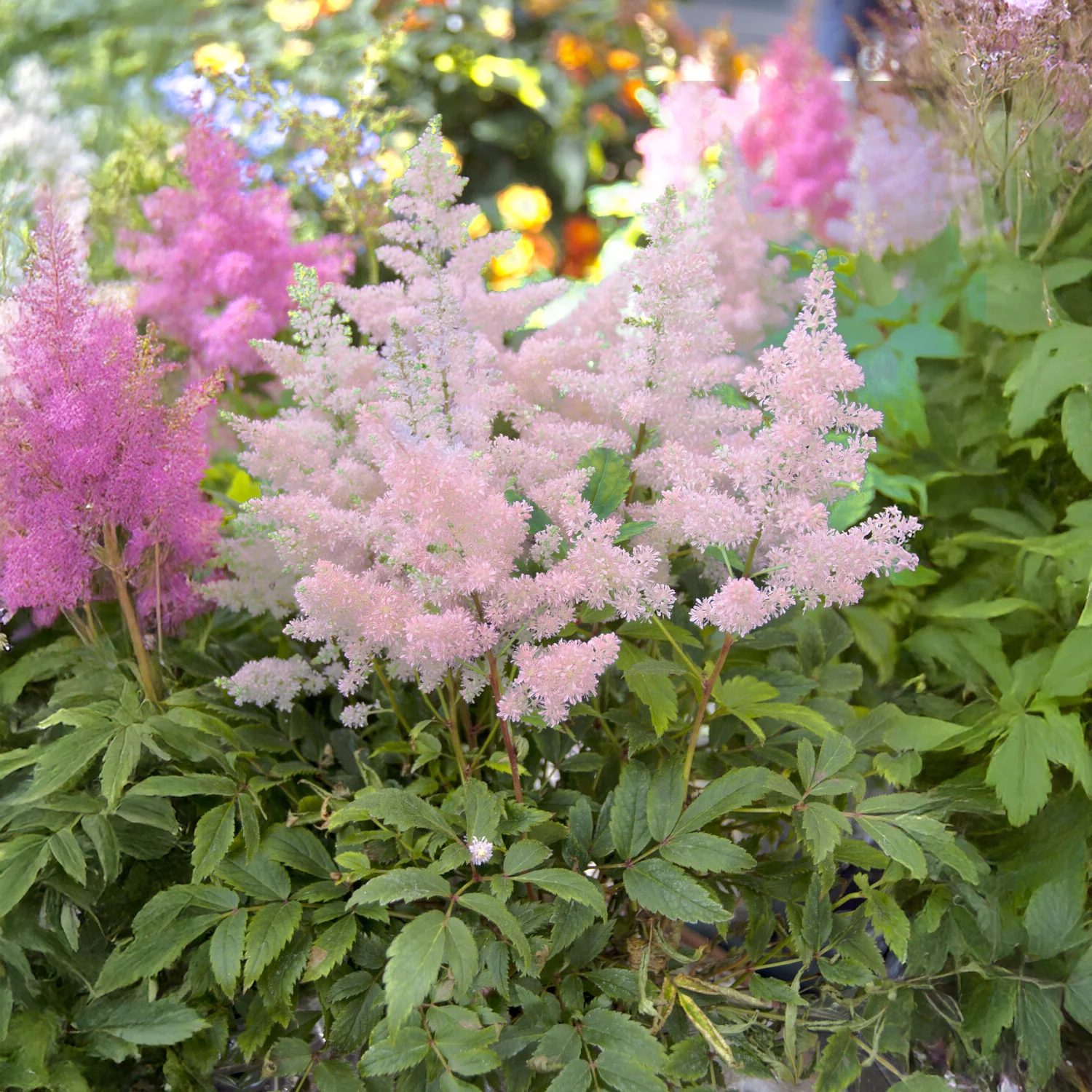 Pluimspirea 'Europa' - Image 3