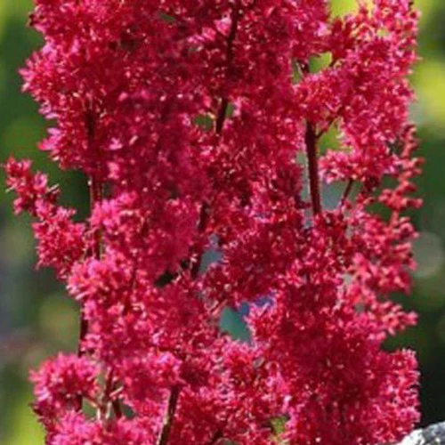 Pluimspirea Montgomery