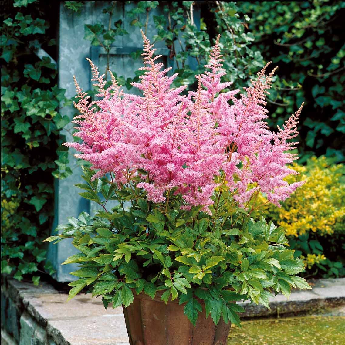 Miniatuur 1
