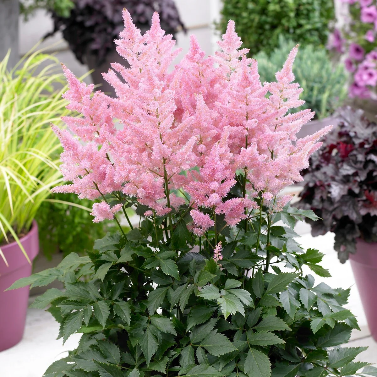 Pluimspirea 'New Wave' (x3) - Image 3