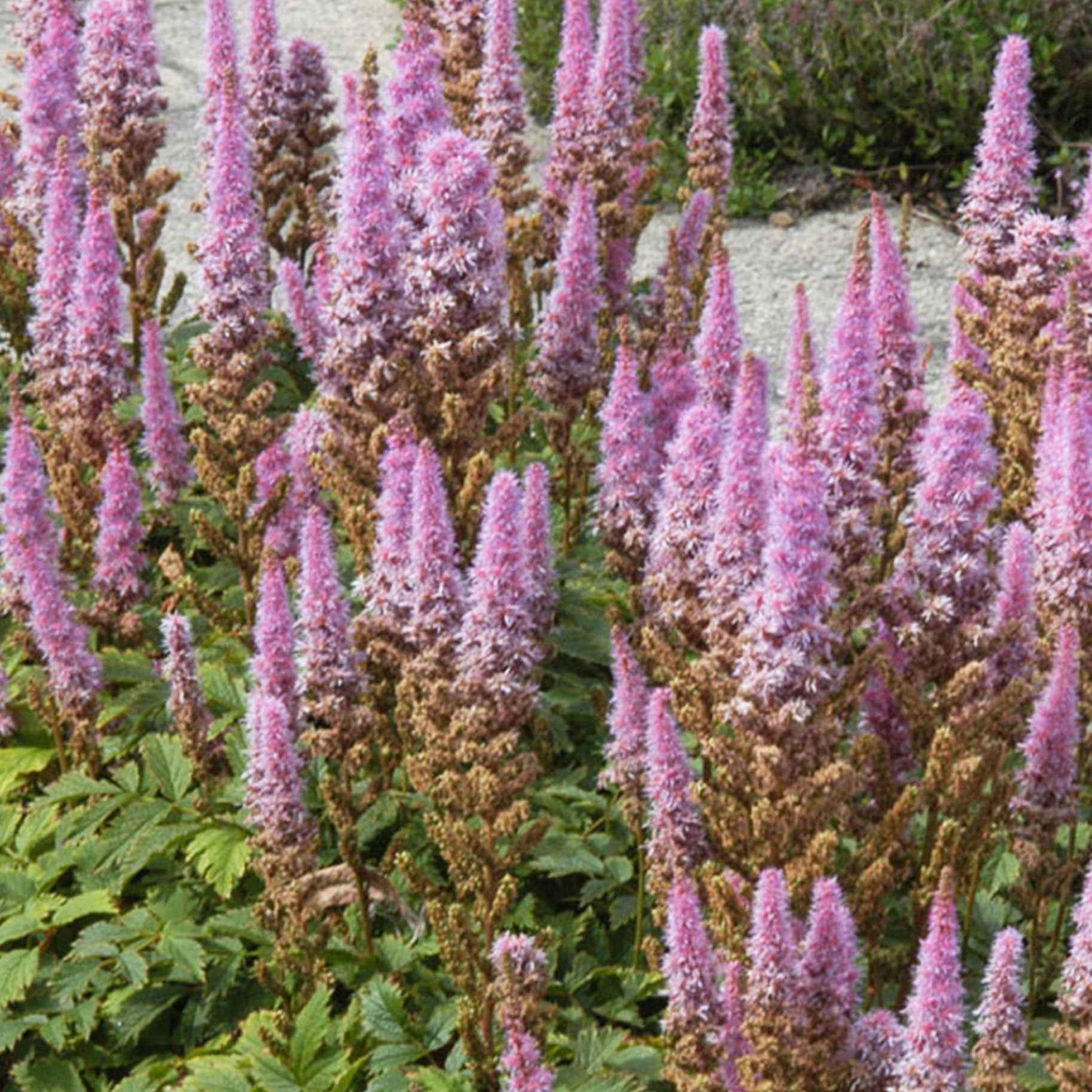 Pluimspirea 'Pumila' - Image 2