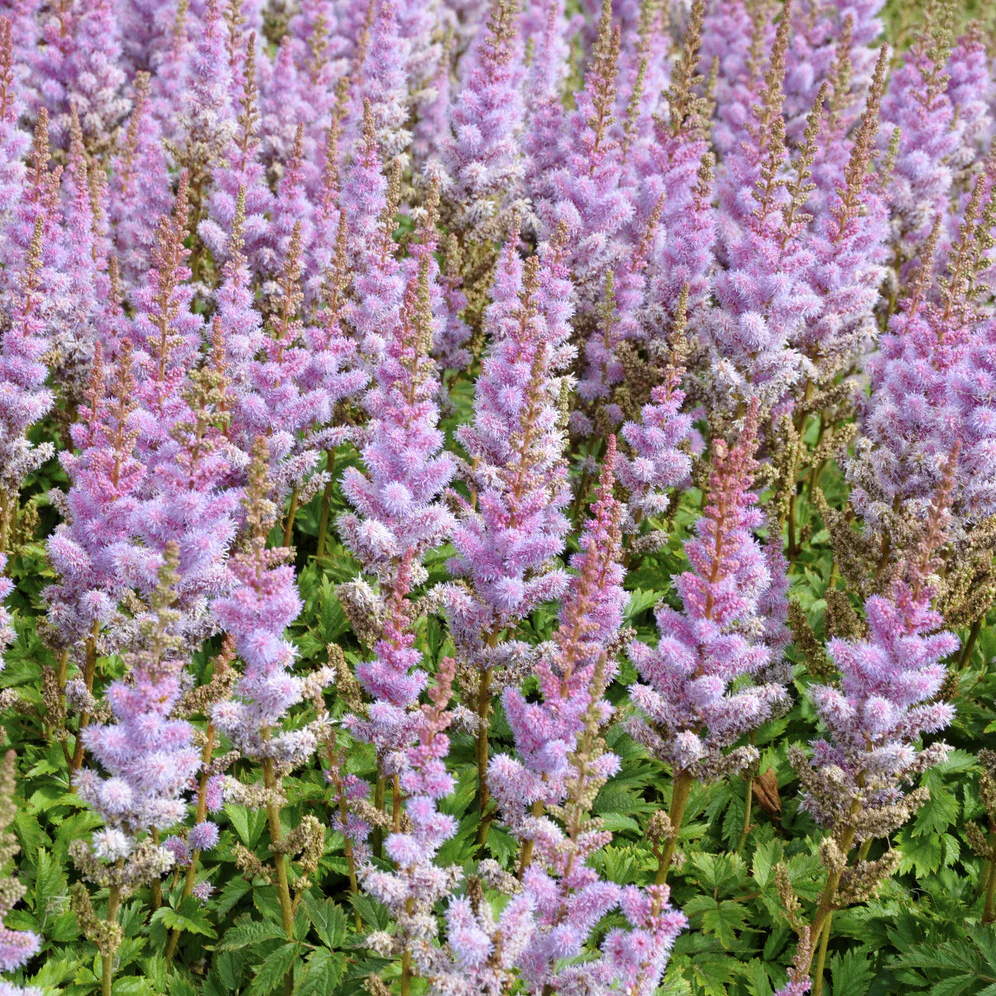 Pluimspirea 'Pumila' - Image 3