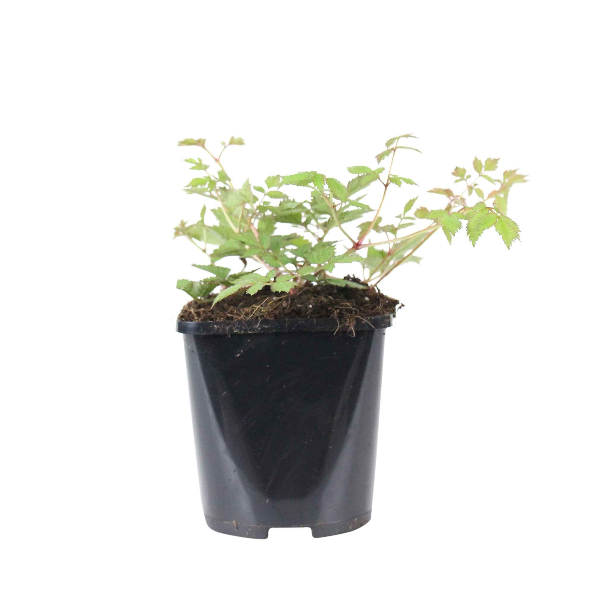 Pluimspirea 'Pumila' - Image 4