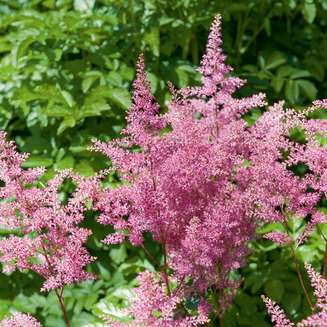 Pluimspirea 'Rheinland' - Image 2