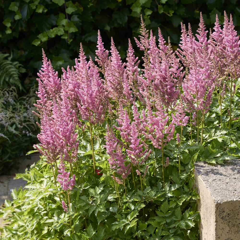 Pluimspirea 'Rheinland' - Image 3