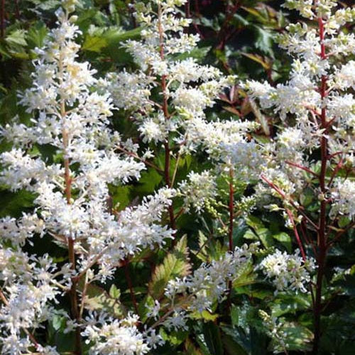 Pluimspirea Rock and Roll