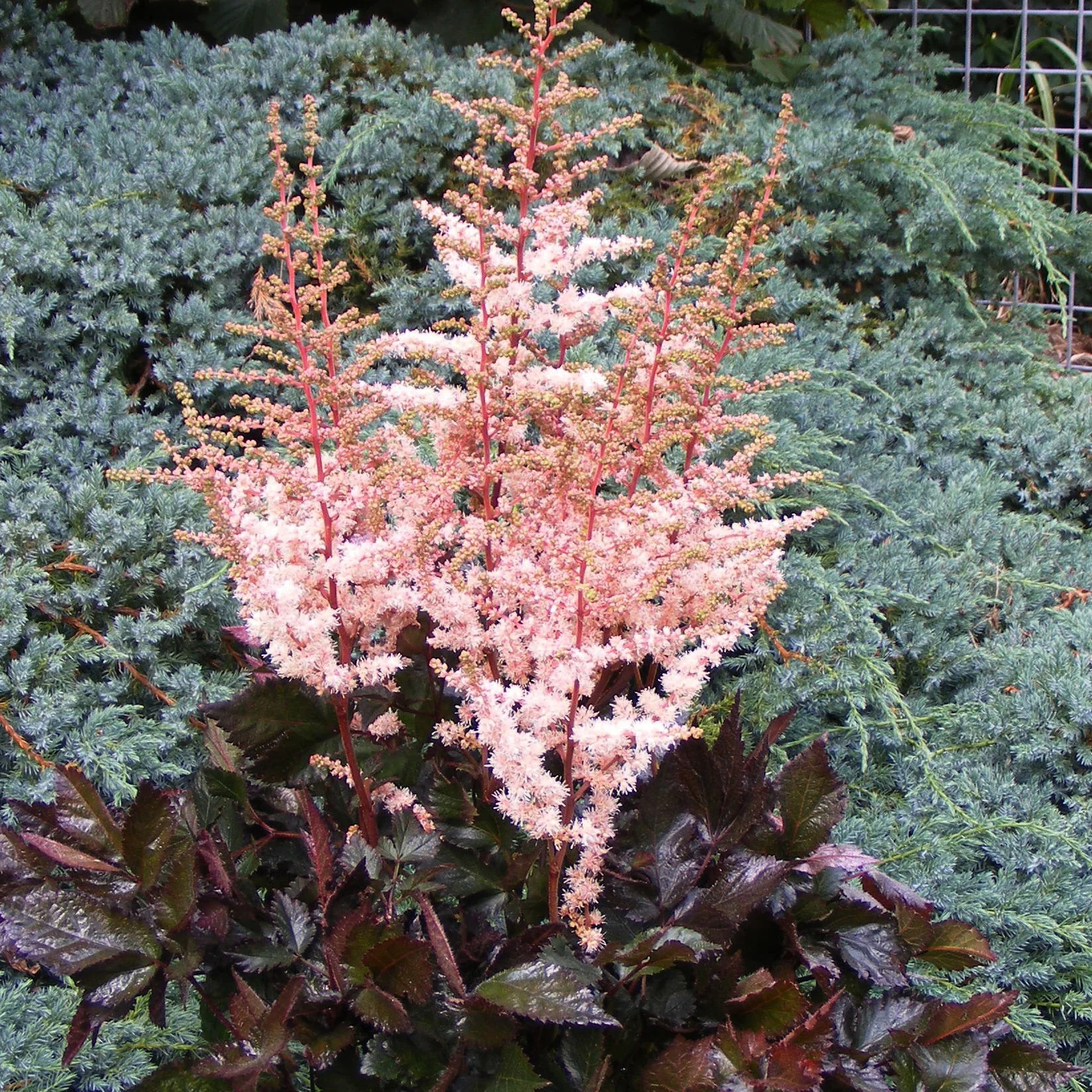 Miniatuur 1
