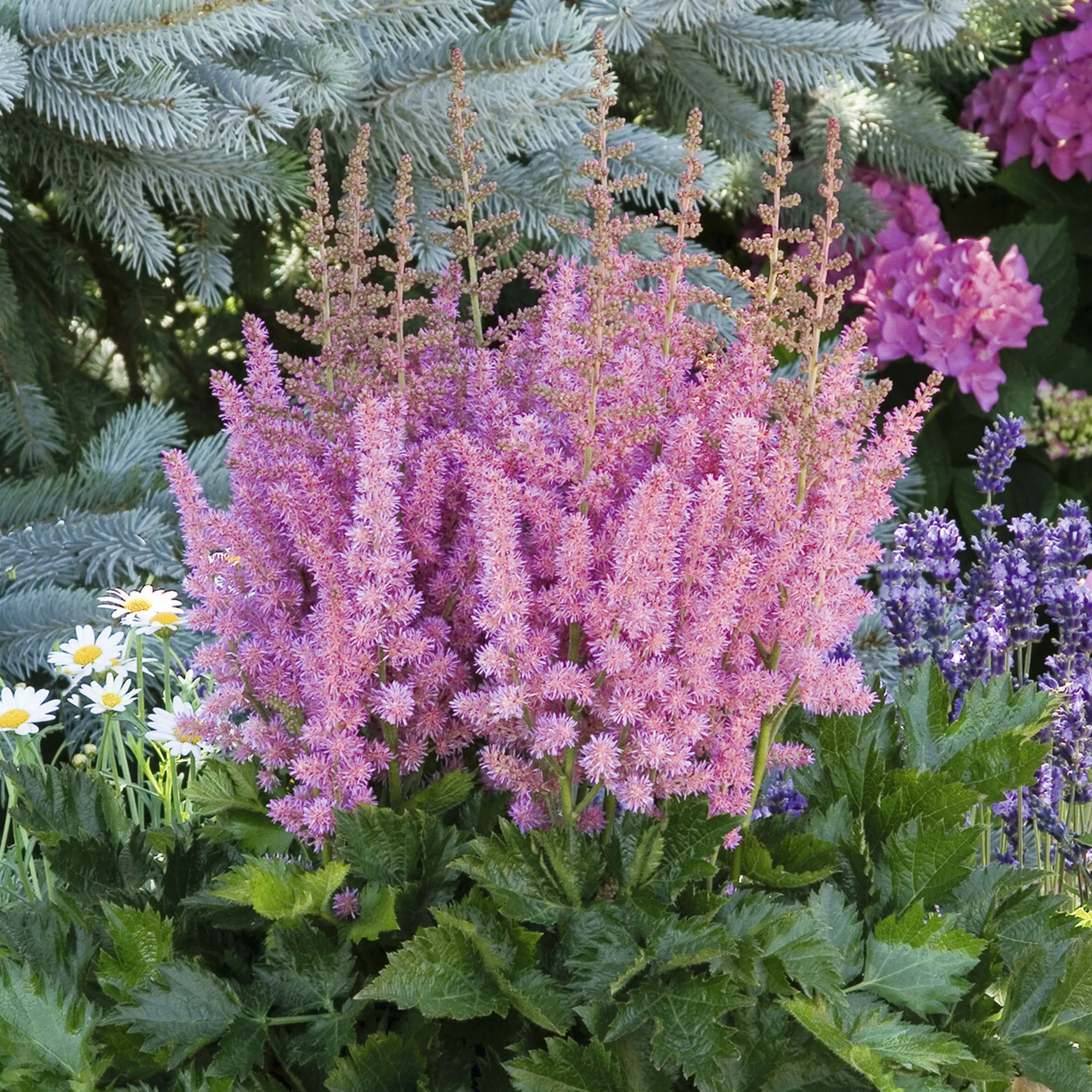 Miniatuur 2