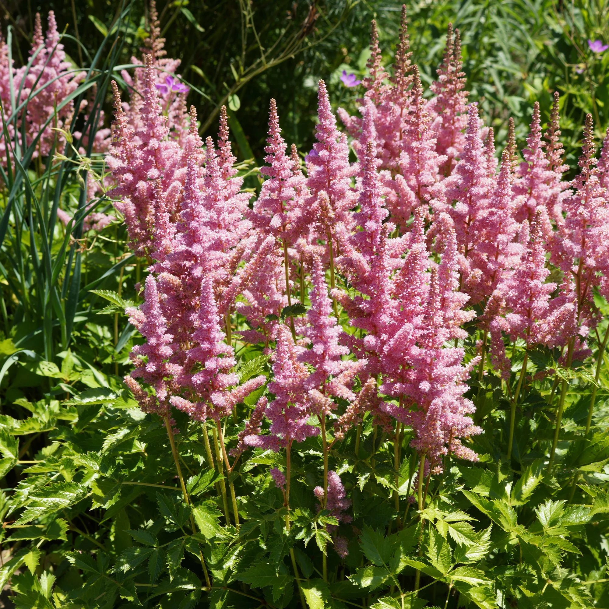 Pluimspirea 'Vision in Pink' - Image 3