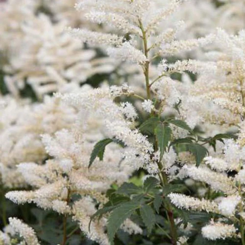 Pluimspirea Washington