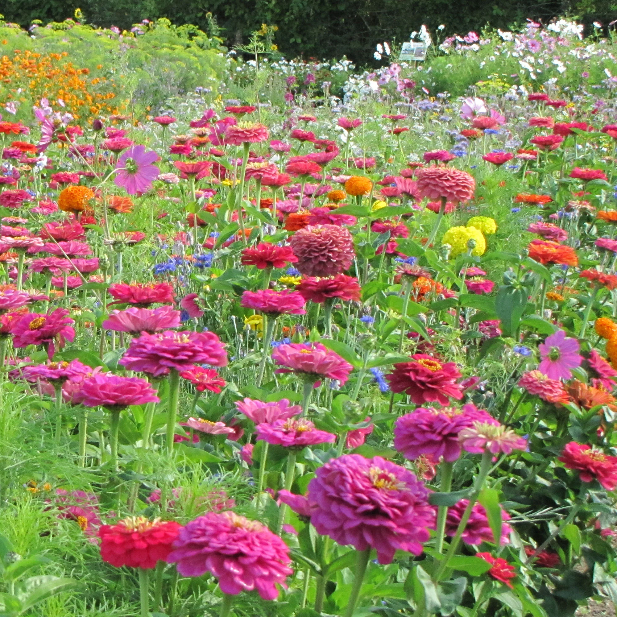 Plukbloemen Mix - Image 2