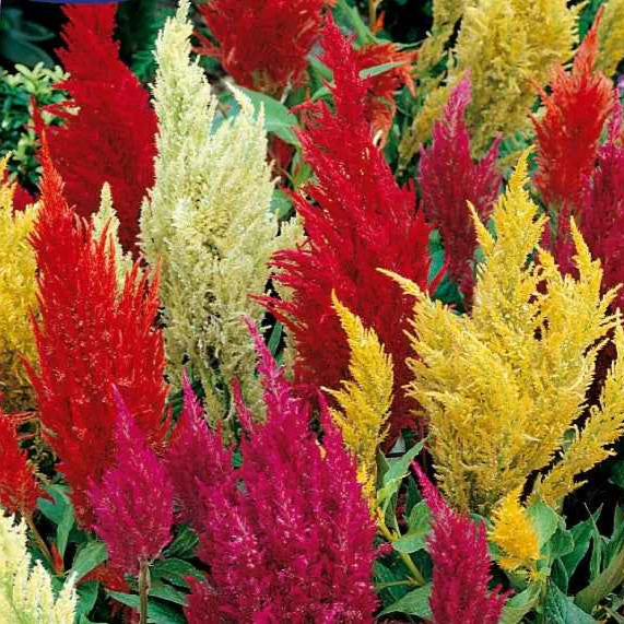 Plumosa Mix