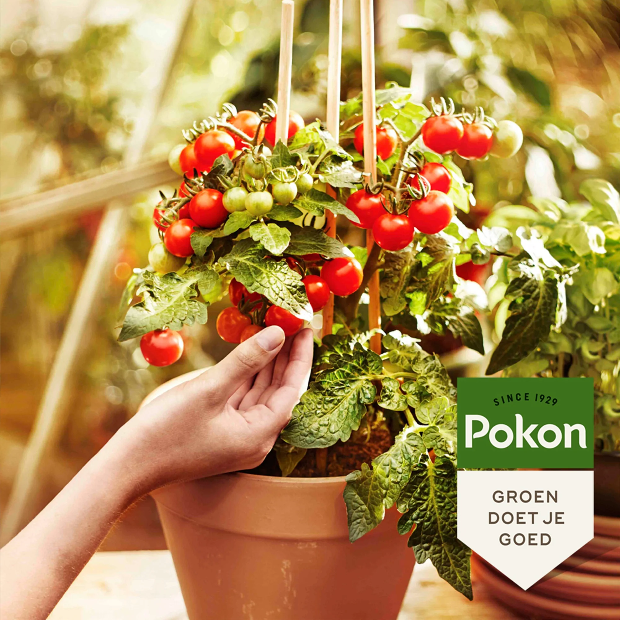 Pokon moestuin potgrond - BIO - Image 3