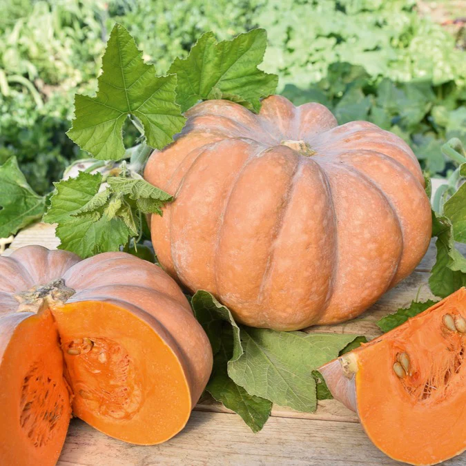 Pompoen 'Musquée de Provence'
