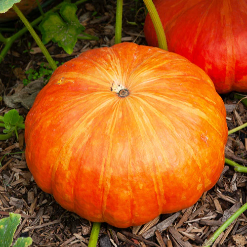 Pompoen 'Rode van d'Etampes' - Image 3