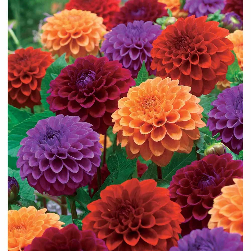 Pompon Dahlia Mix (x4)