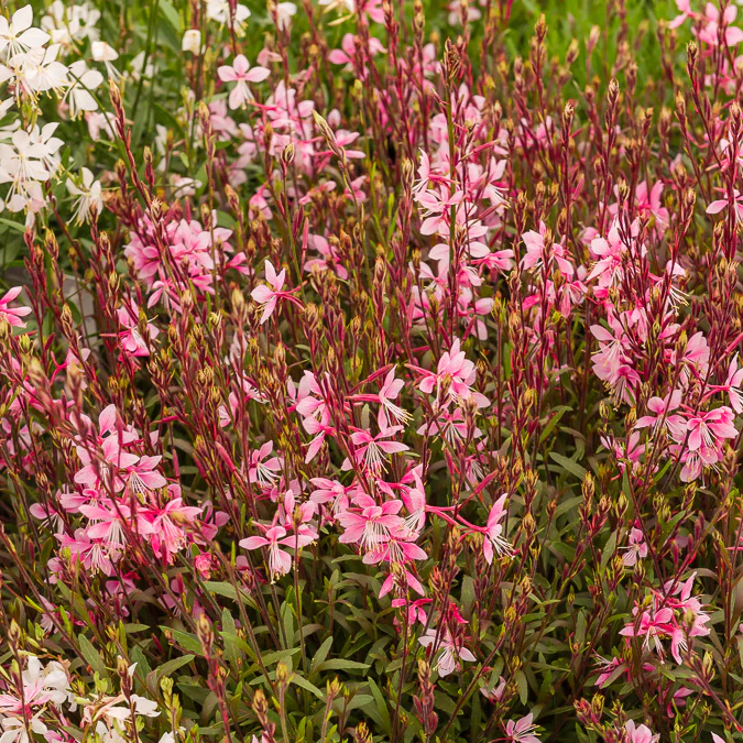 Prachtkaars Cherry Brandy - Image 2