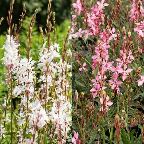 Prachtkaars Mix - wit + roze (x2)