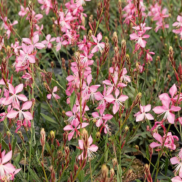 Prachtkaars Mix - wit + roze (x2) - Image 3