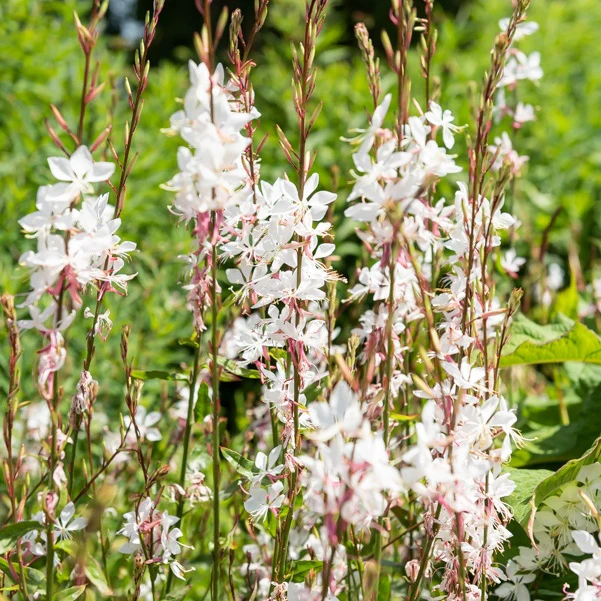 Prachtkaars Mix - wit + roze (x2) - Image 4