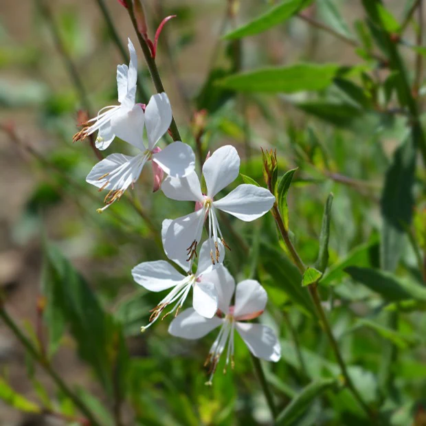 Prachtkaars 'Whirling Butterflies'