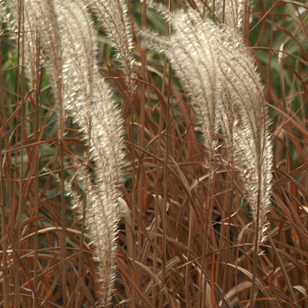 Prachtriet 'Adagio' - Image 4