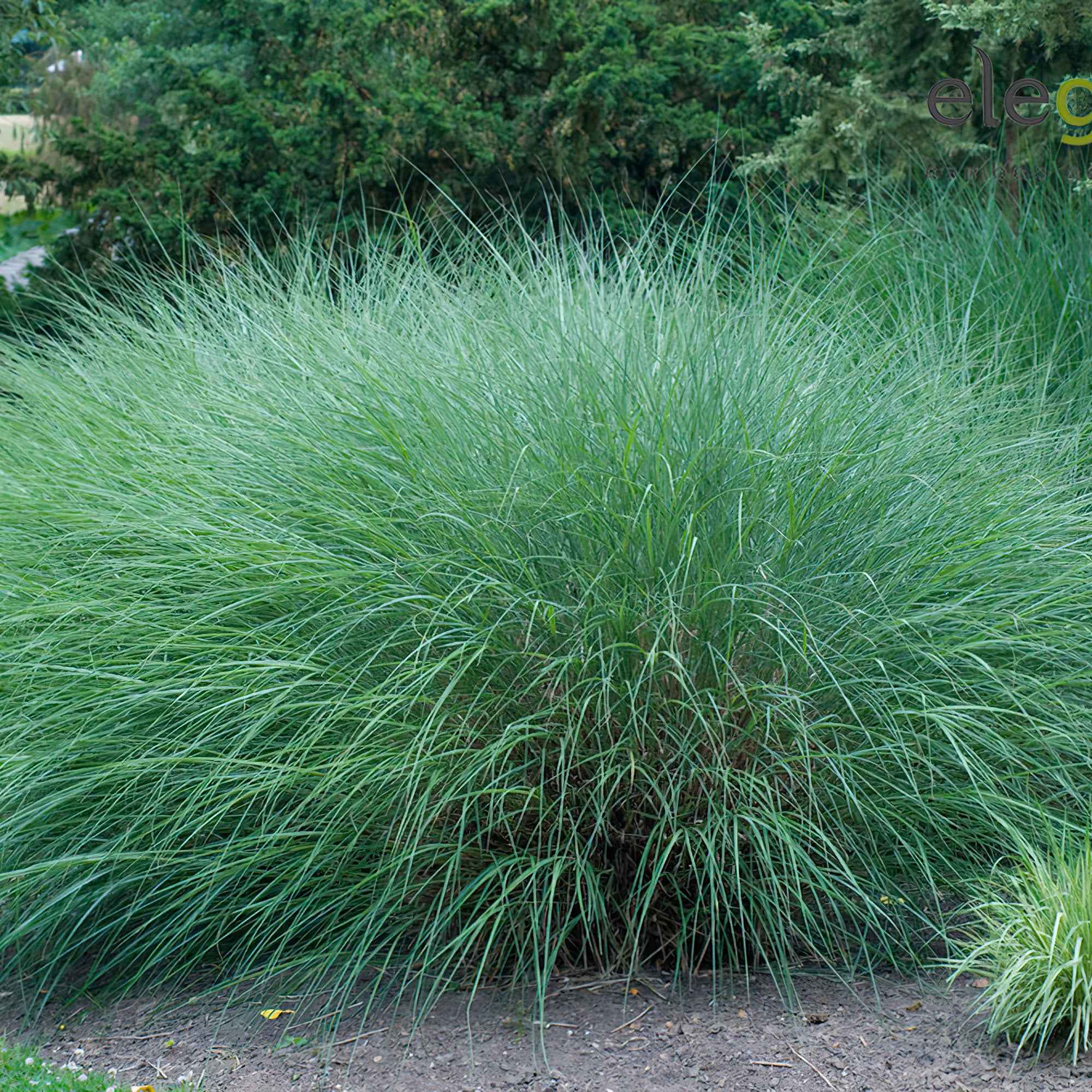Prachtriet 'Gracillimus' - Image 3