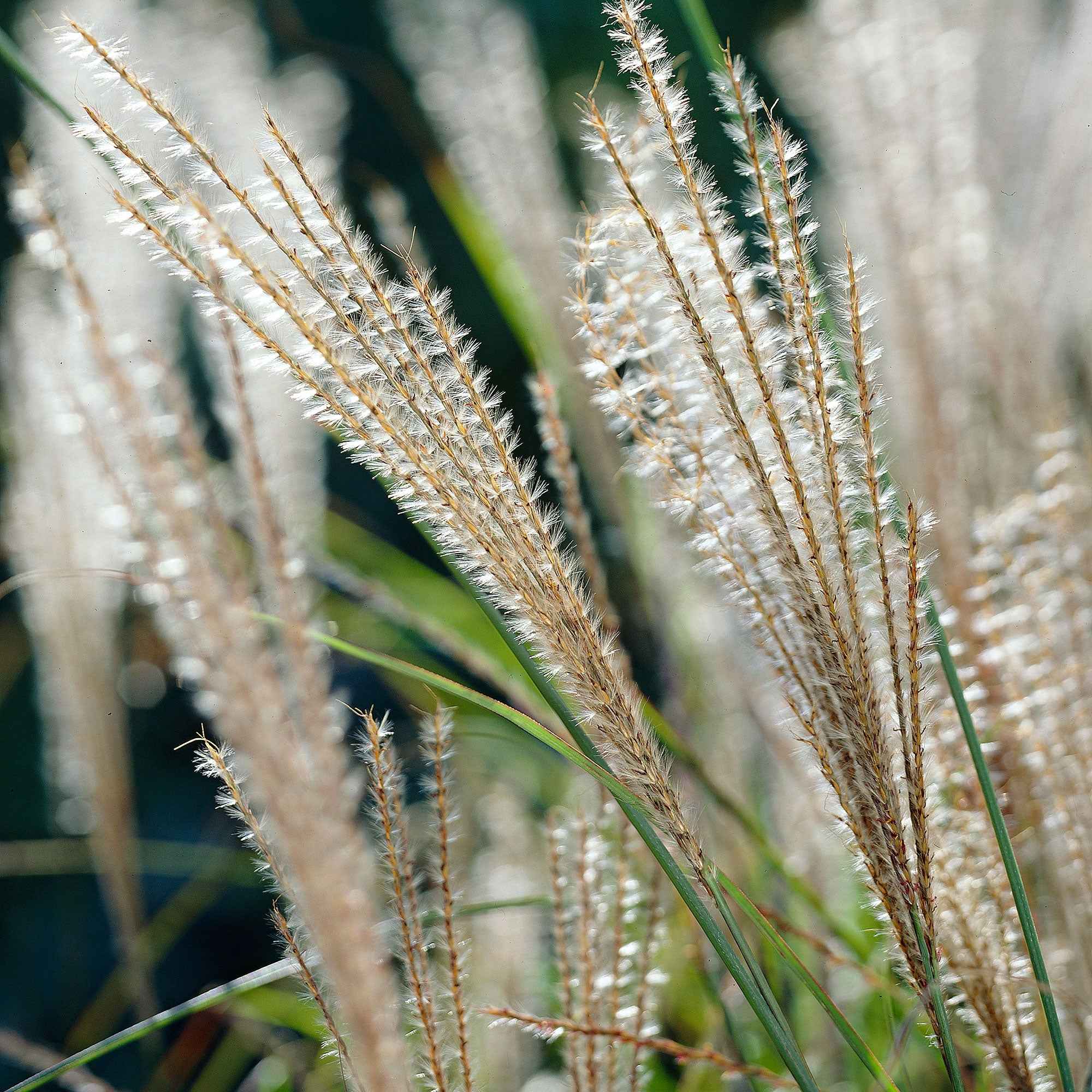 Prachtriet 'Gracillimus' - Image 4