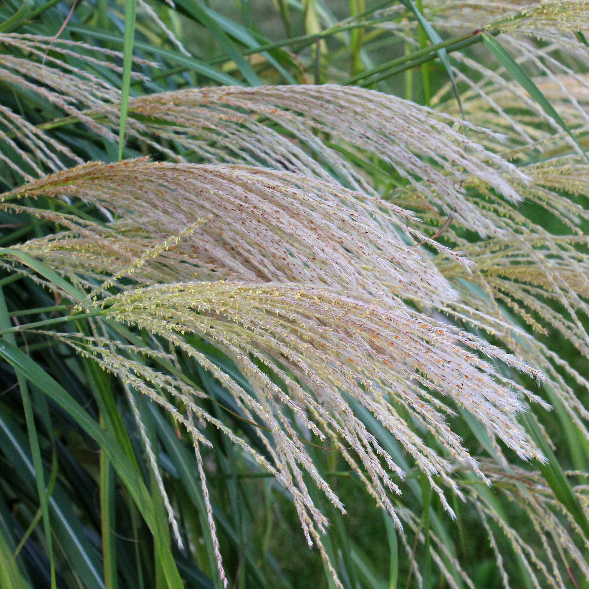 Prachtriet 'Gracillimus' - Image 5