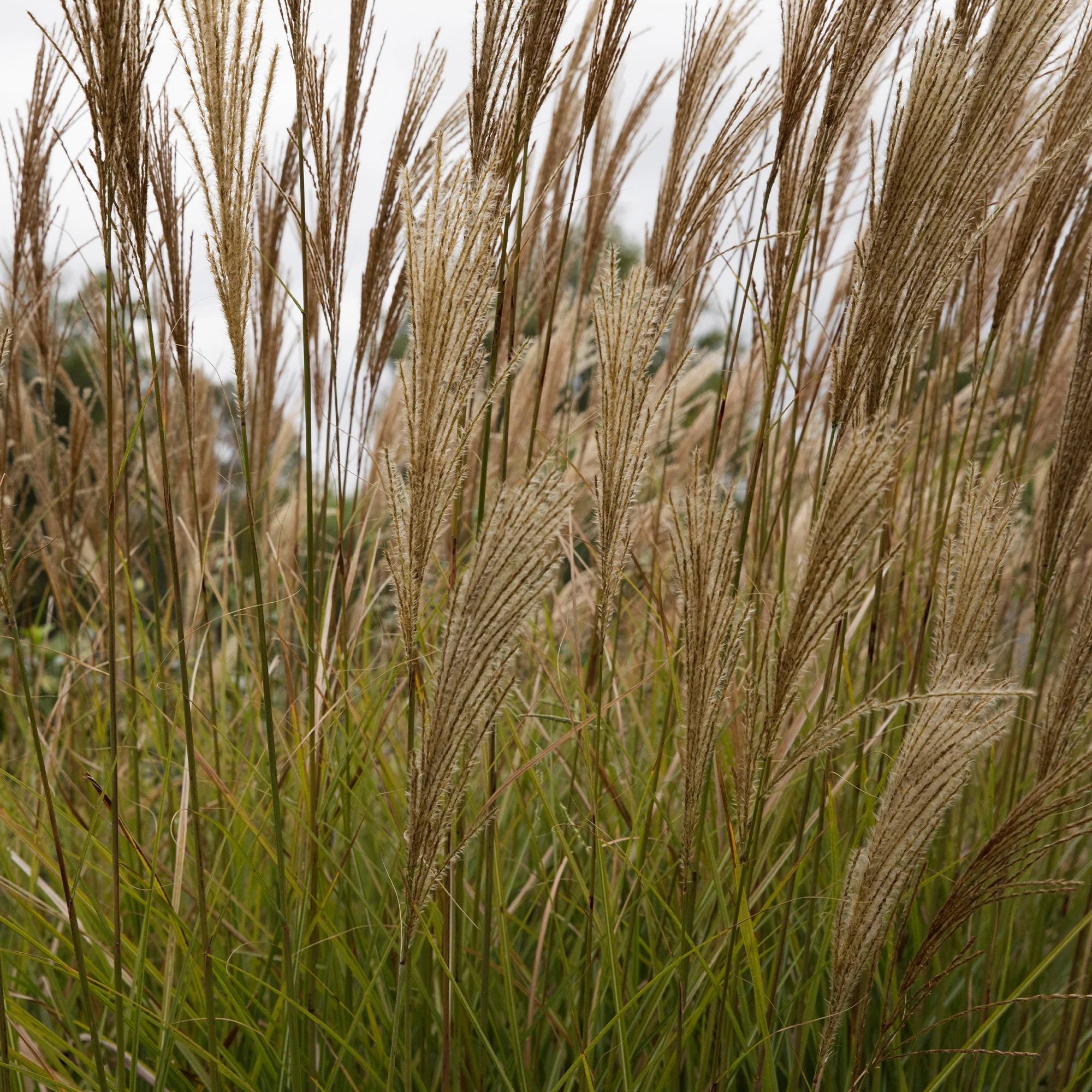 Prachtriet 'Gracillimus' - Image 7