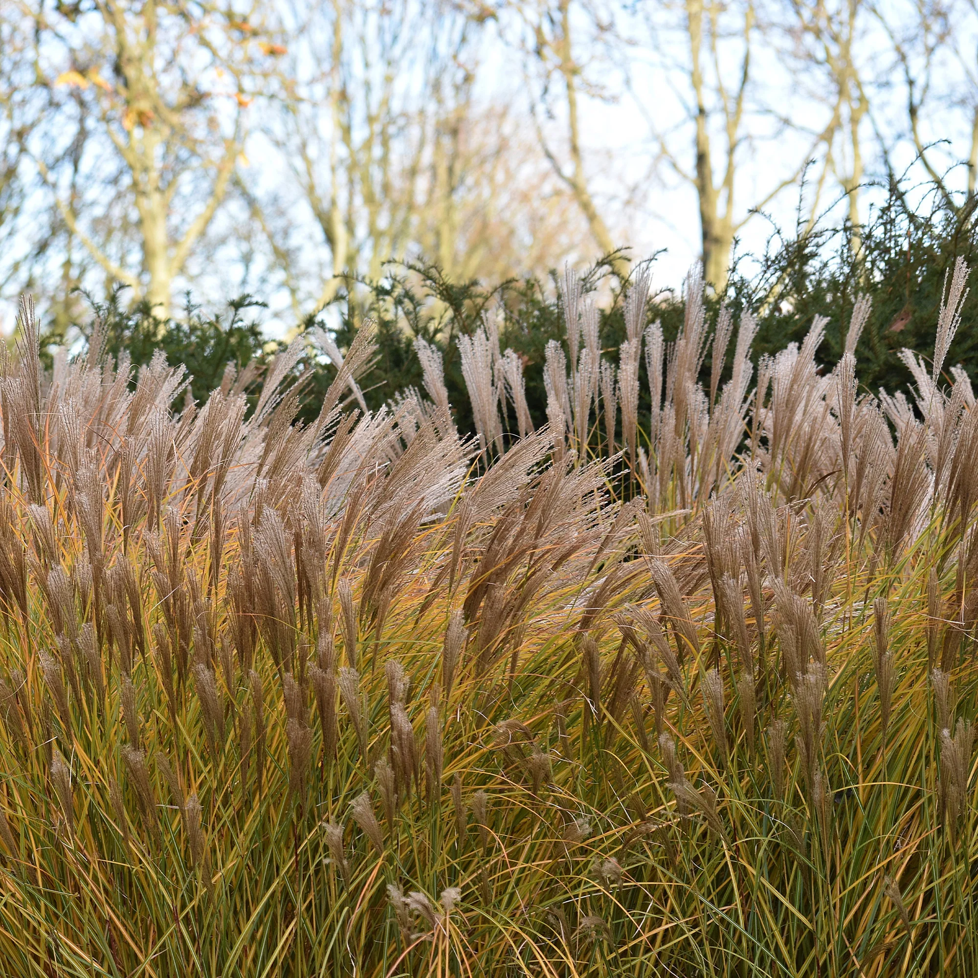 Prachtriet 'Malepartus'