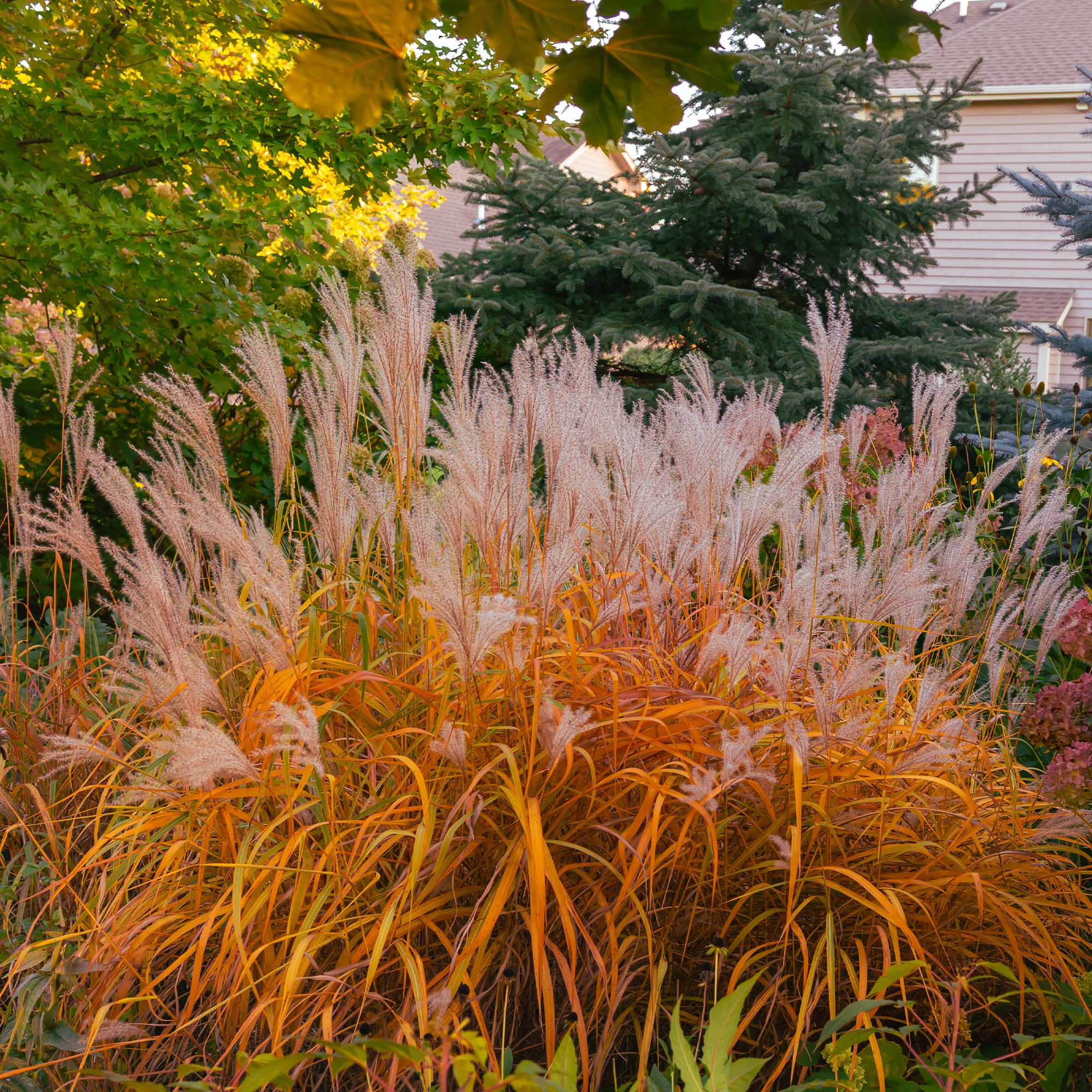 Prachtriet 'Purpurascens'