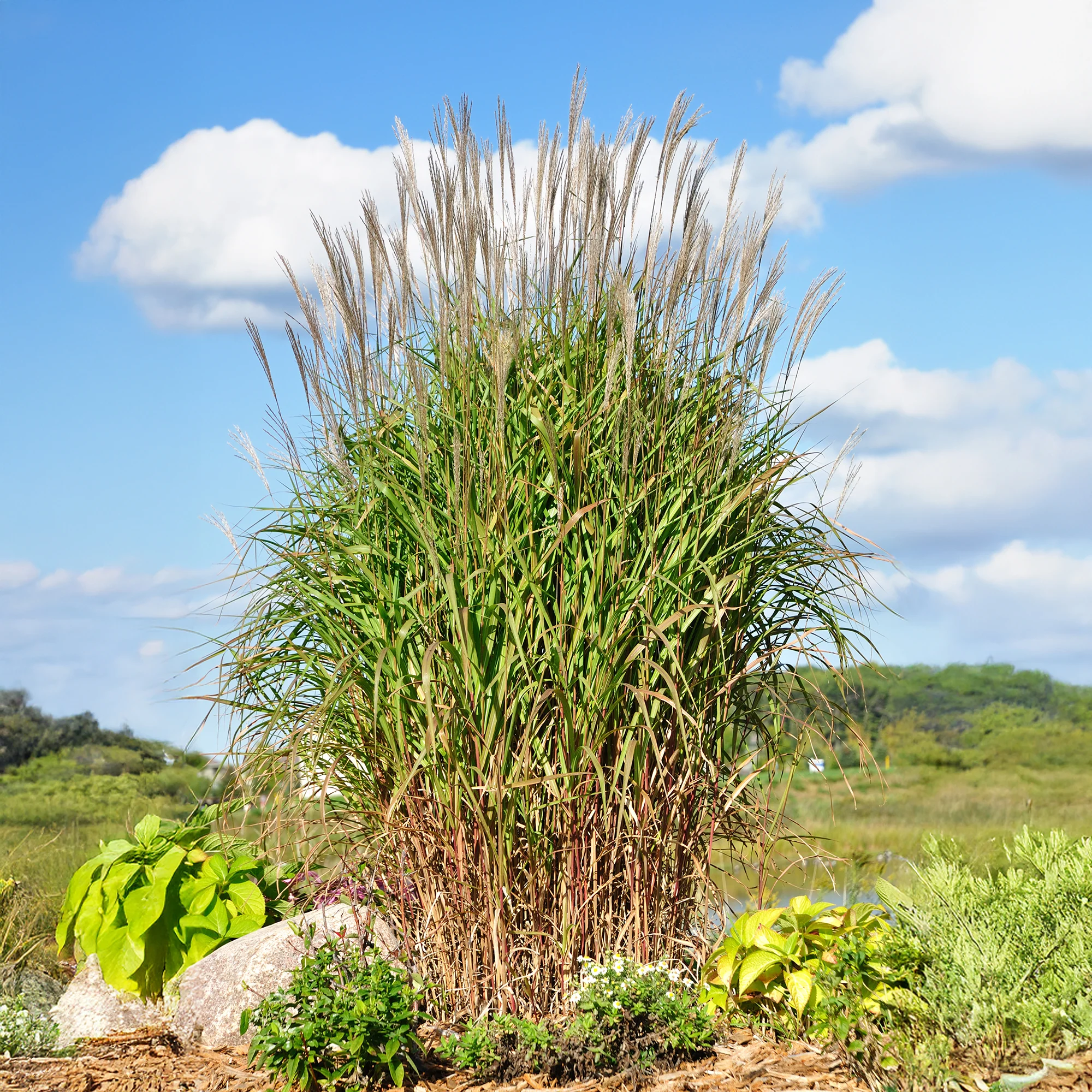 Prachtriet 'Purpurascens' - Image 3