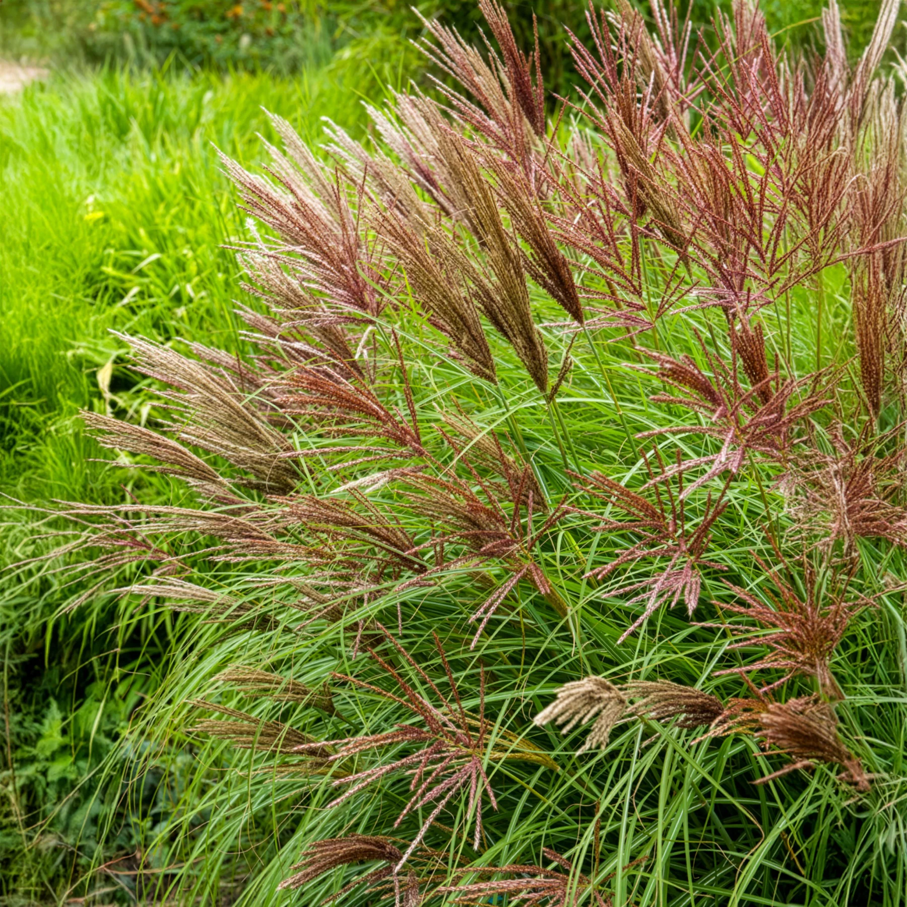 Prachtriet Red Chief