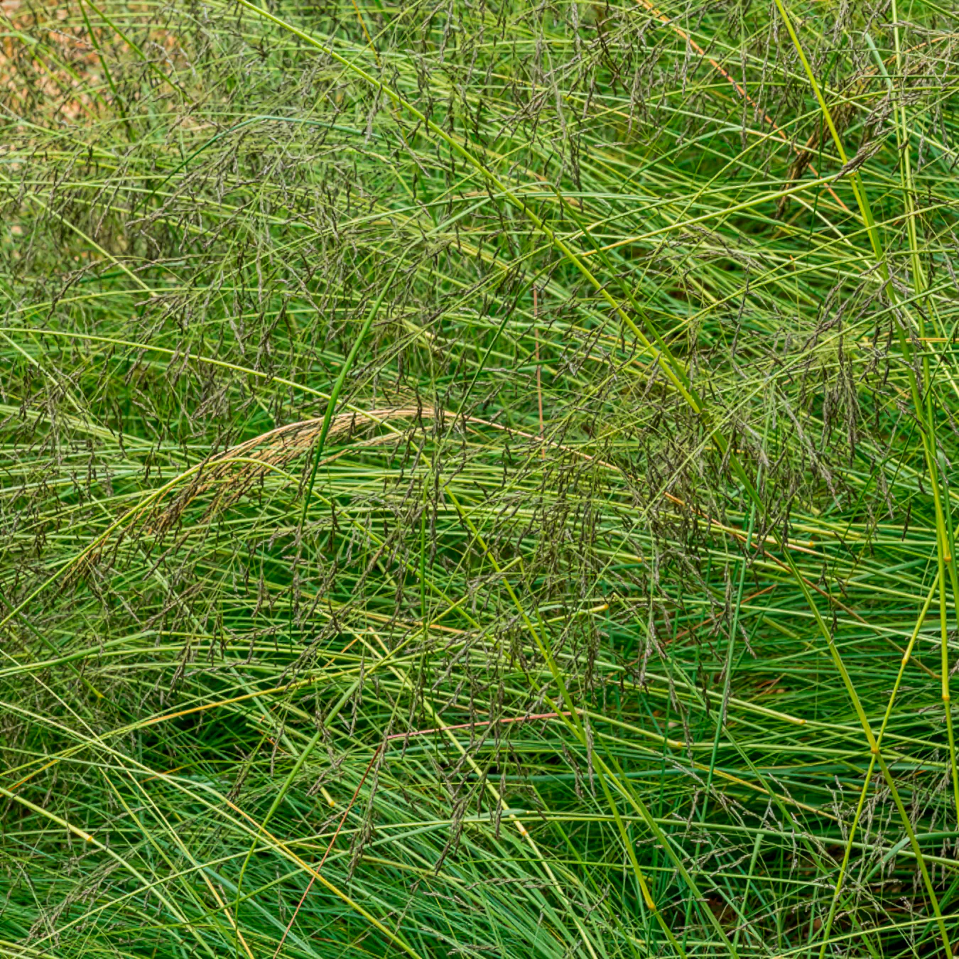 Prairiedropzaad heterolepis - Image 2