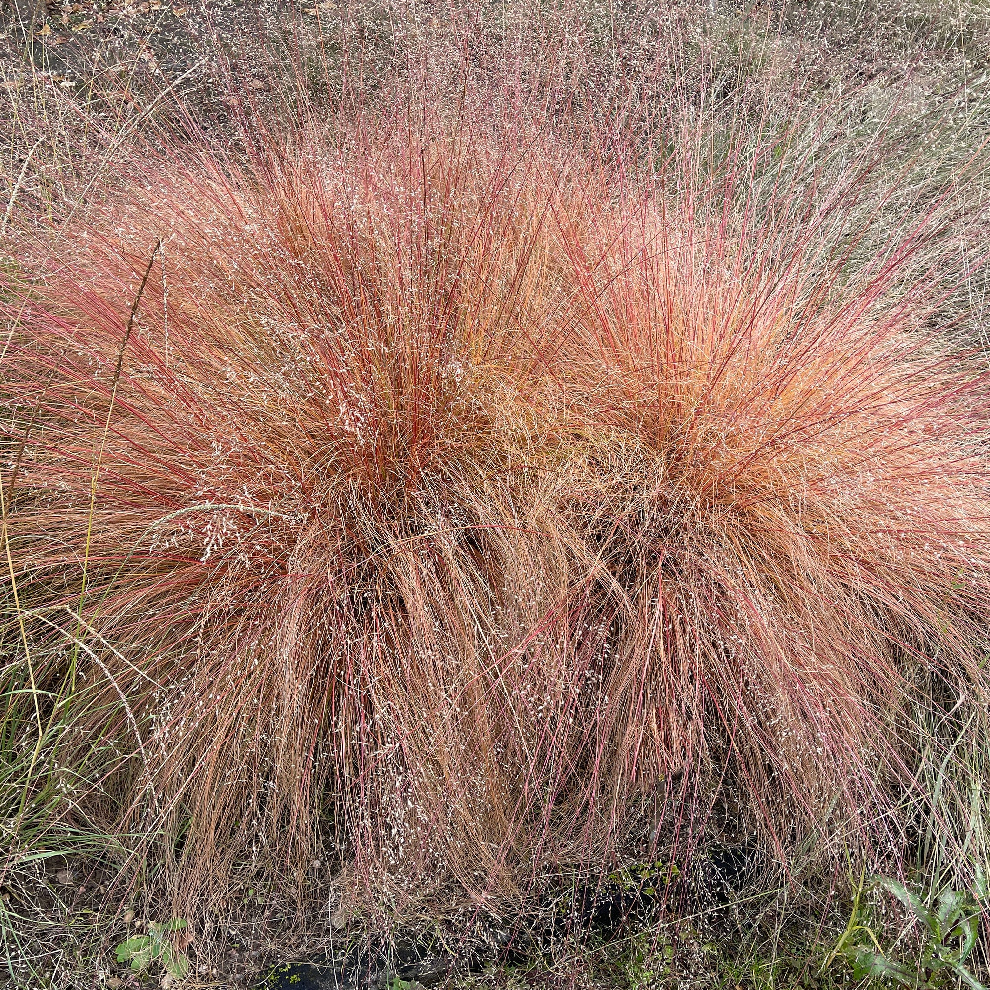 Prairiedropzaad heterolepis - Image 3