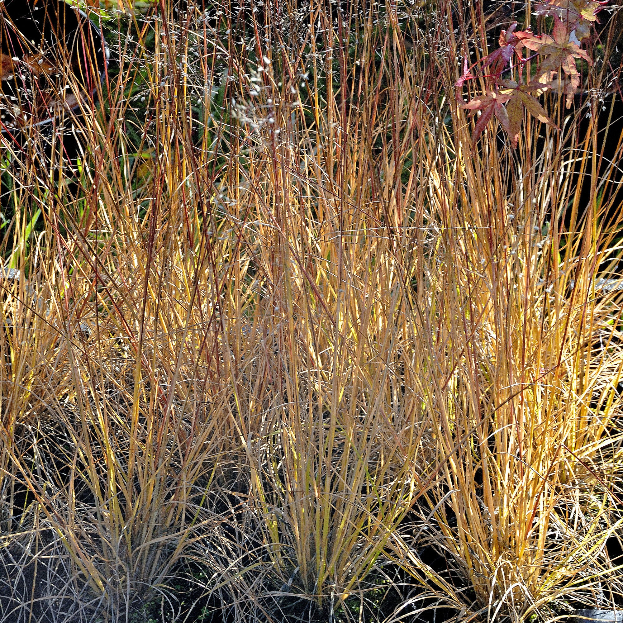 Prairiedropzaad heterolepis - Image 4