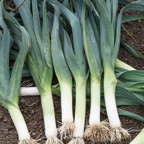 Prei 'Winterreuzen'