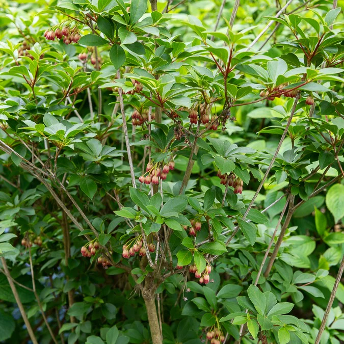 Pronkklokje - Image 2