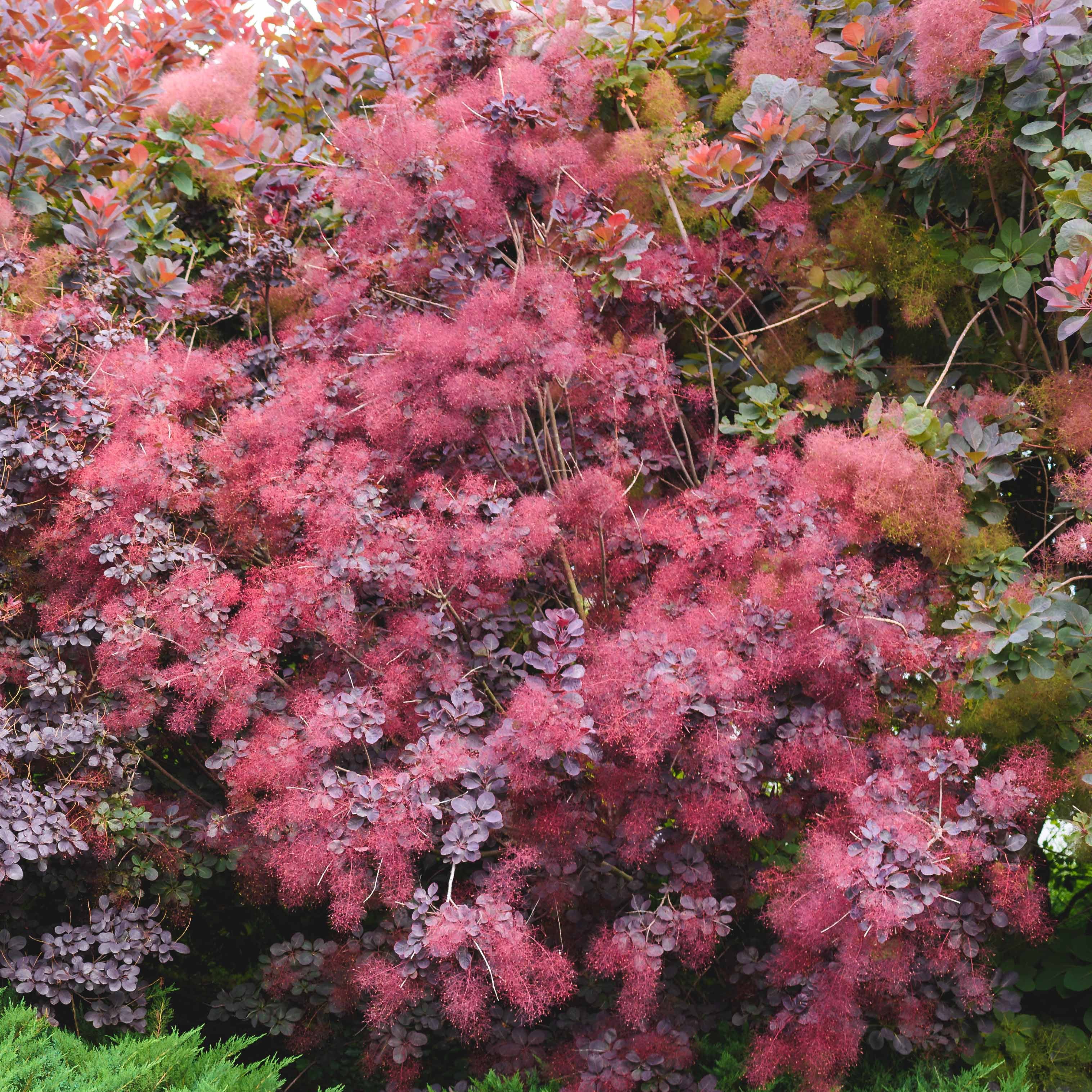 Pruikenboom 'Royal Purple' 2L pot - Image 2