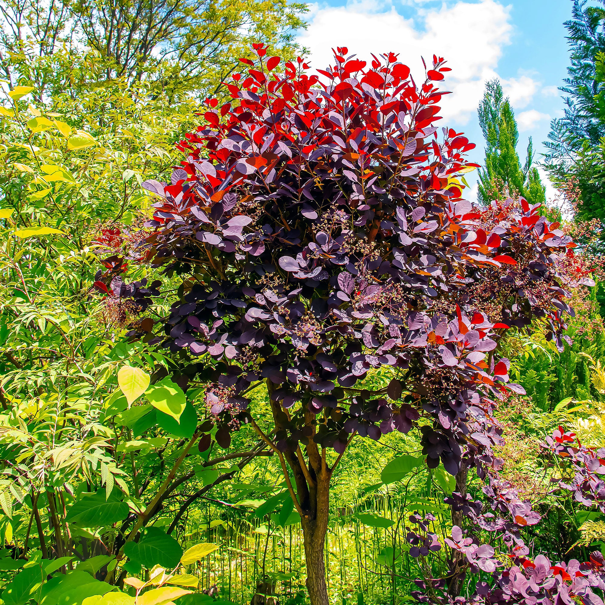 Pruikenboom 'Royal Purple' 3L pot 60 cm hoog - Image 3