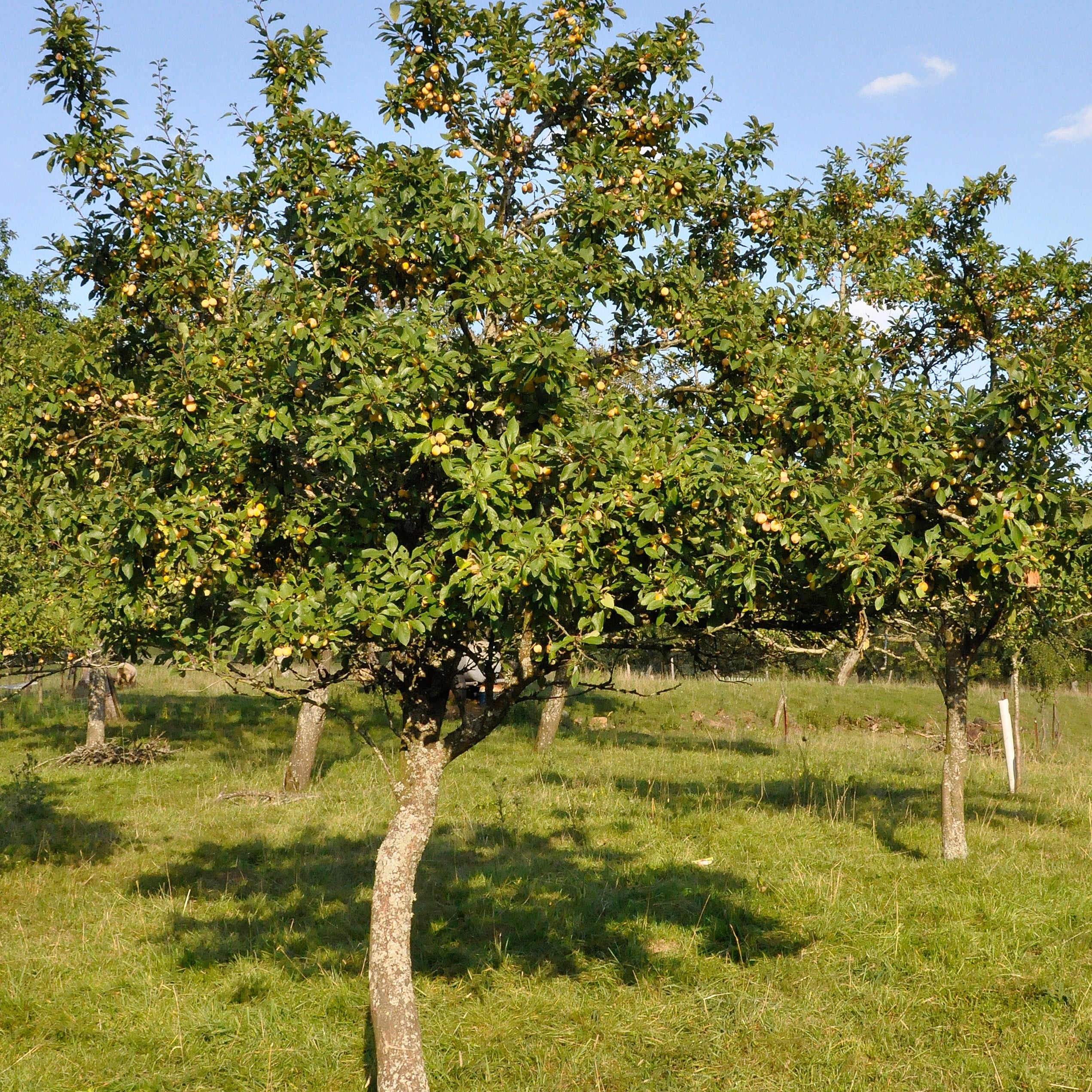 Pruimenboom 'Mirabelle de Nancy' - Image 3