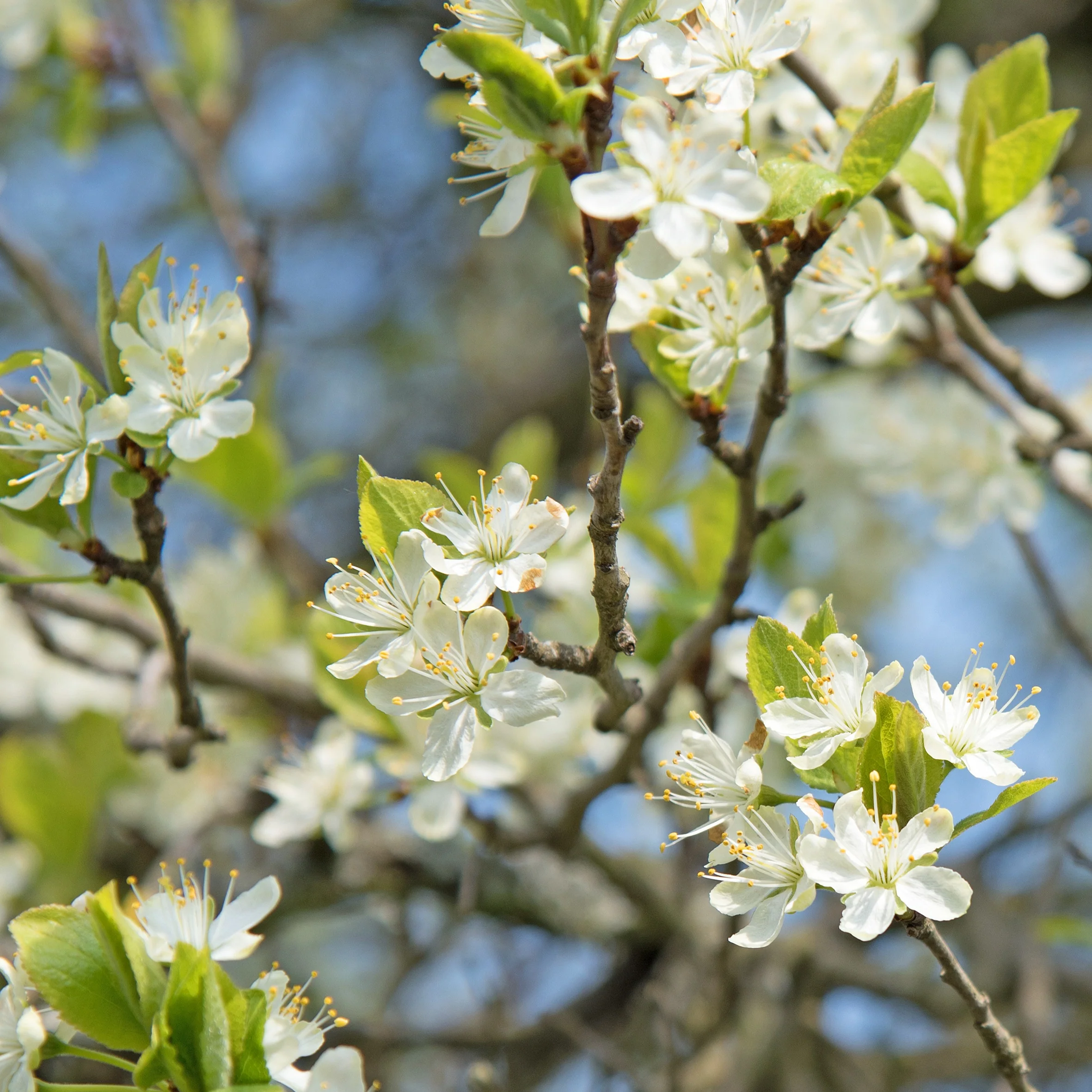 Pruimenboom 'Queen-Claude Golden' - Image 2