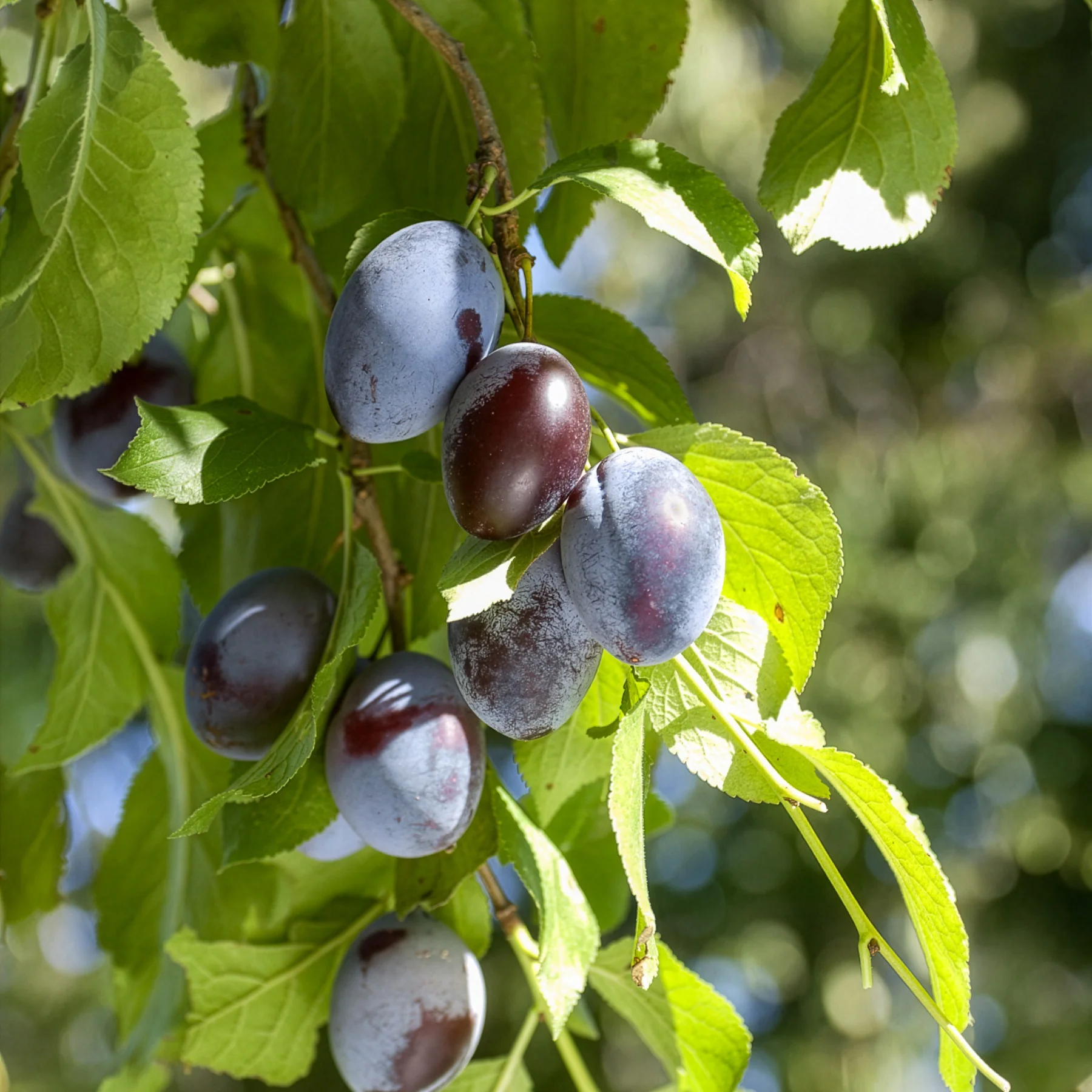 Pruimenboom 'Quetsche d'Alsace' - Image 3