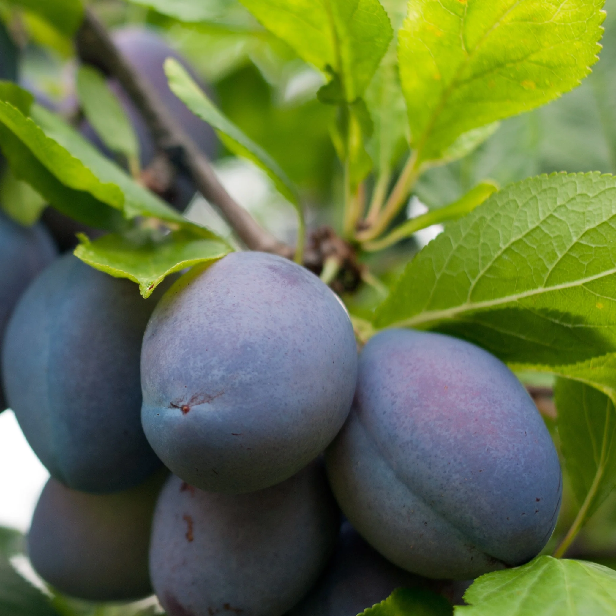 Pruimenboom 'Stanley'