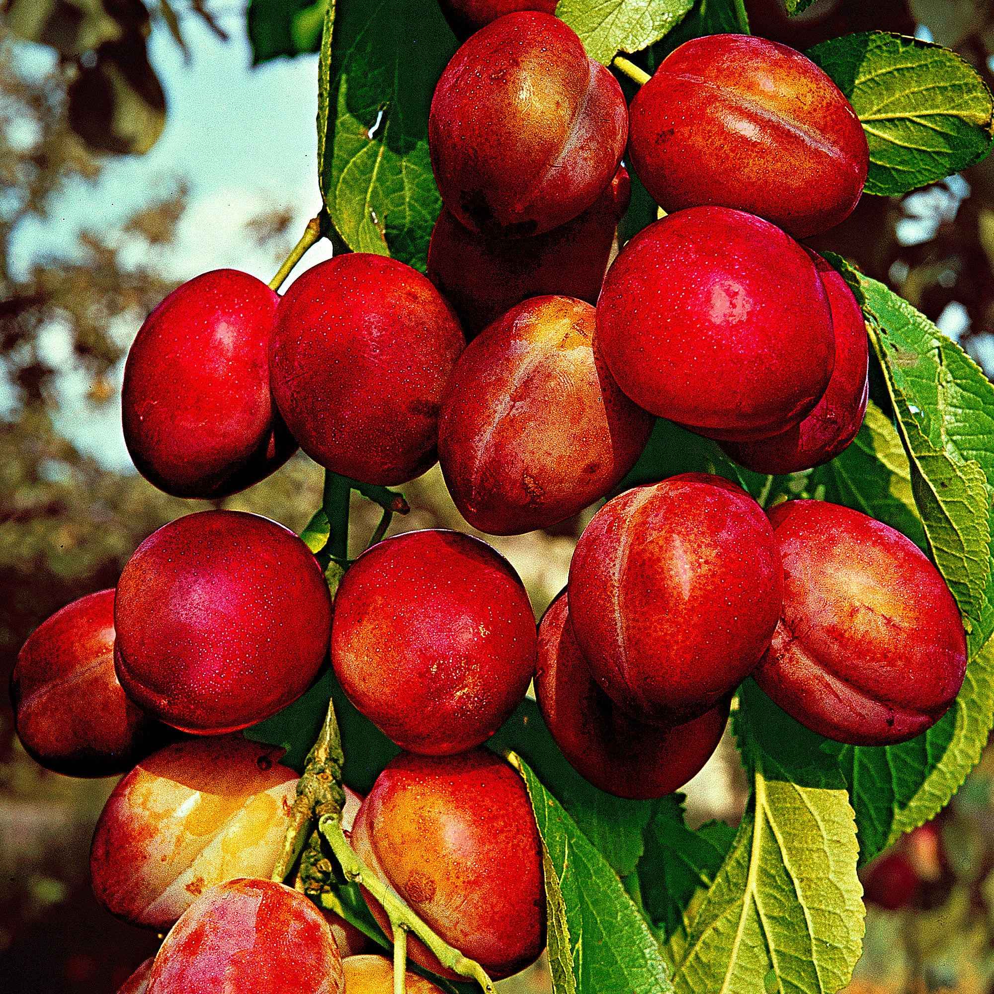 Pruimenboom 'Victoria'