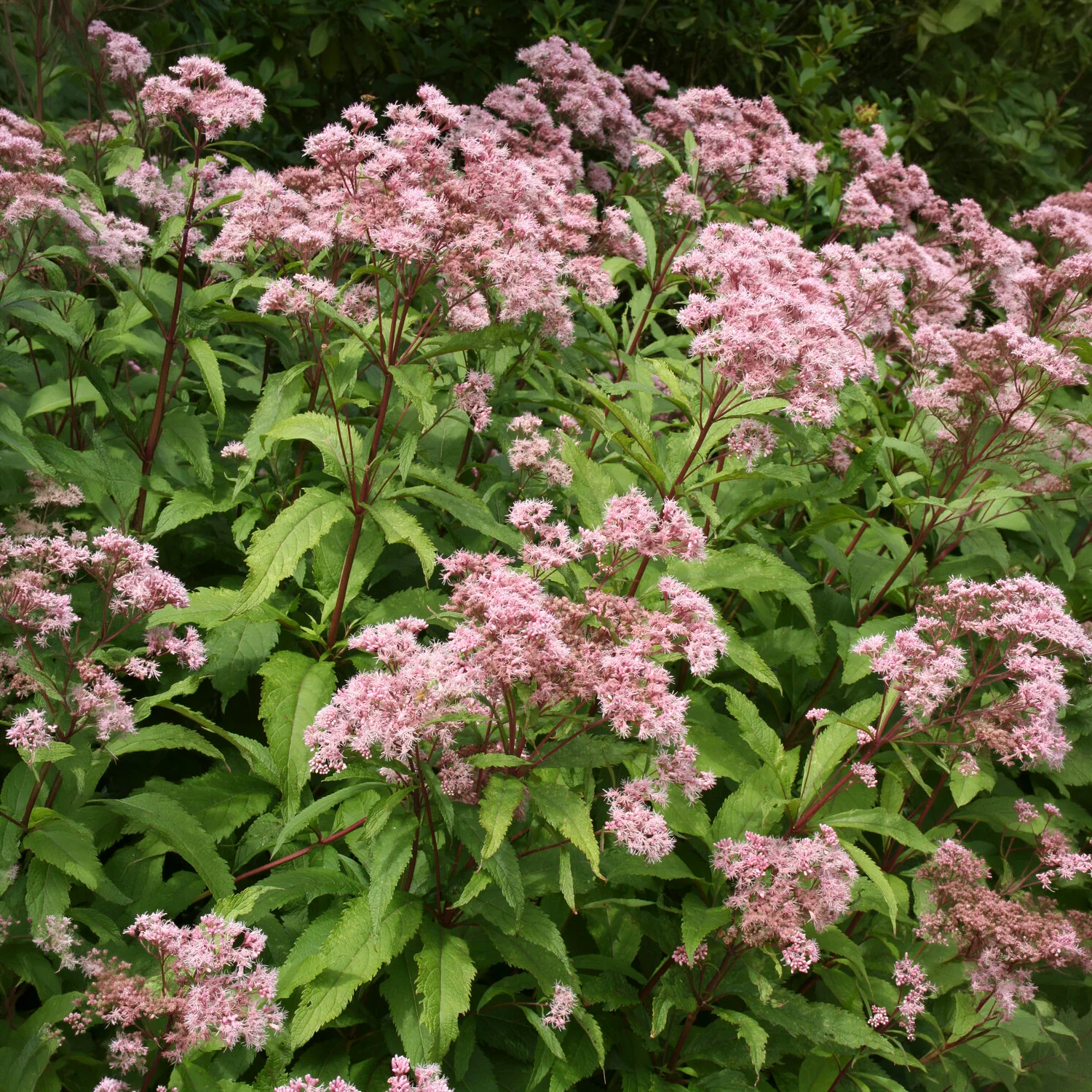 Purper leverkruid